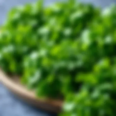 Notable A Comprehensive Guide to Dehydrating Cilantro Notable A Comprehensive Guide to Dehydrating Cilantro