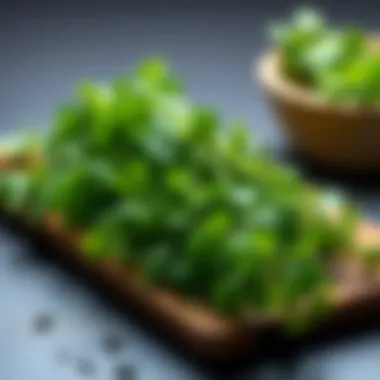 A Comprehensive Guide to Dehydrating Cilantro Summary A Comprehensive Guide to Dehydrating Cilantro Summary