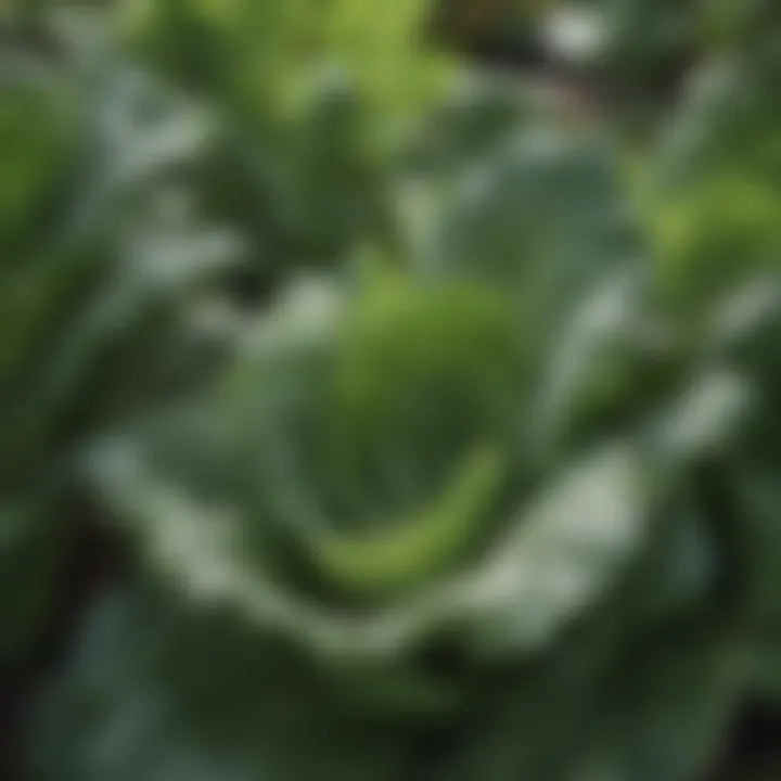 Close-up of fresh leafy greens thriving in a garden