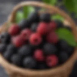 Lush blackberries in a basket showcasing their vibrant color and freshness