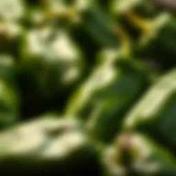 A vibrant display of fresh poblano peppers ready for roasting