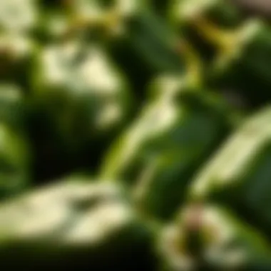 A vibrant display of fresh poblano peppers ready for roasting