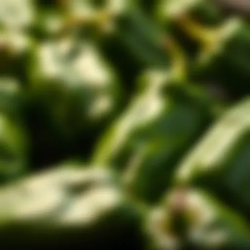 Fresh Poblano Peppers A vibrant display of fresh poblano peppers ready for roasting