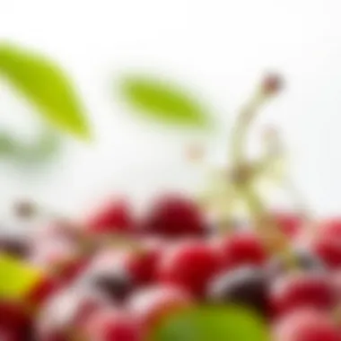 Chemical structure of compounds in tart cherries