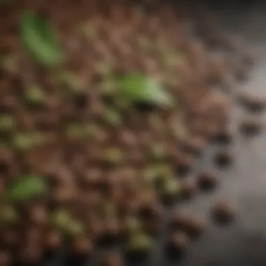 Transformation of Coffee Beans An array of green coffee beans next to roasted coffee beans, emphasizing the transformation during roasting.