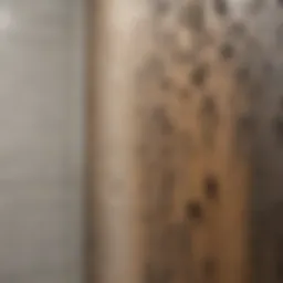 Close-up of mold on shower wall