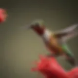 Bright red hummingbird sipping nectar