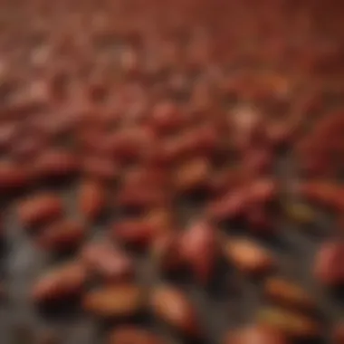 Fields of Aleppo Peppers Fields of Aleppo peppers showcasing the cultivation process