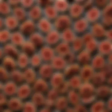 Varieties of Dehydrated Figs A vibrant display of assorted dehydrated figs showcasing their natural colors and textures.