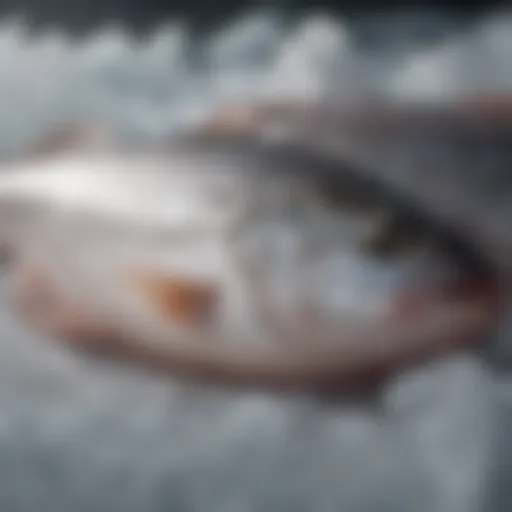 Freshly caught frozen fish ready for delivery