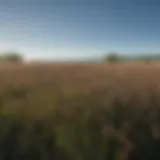 A field of American wild rice swaying in the breeze under a clear blue sky.