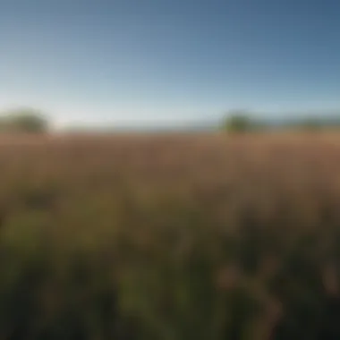 A field of American wild rice swaying in the breeze under a clear blue sky.