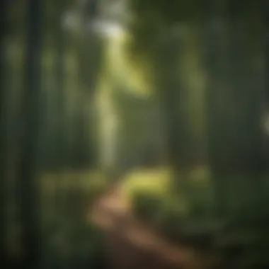 Artistic view of bamboo grove under soft sunlight