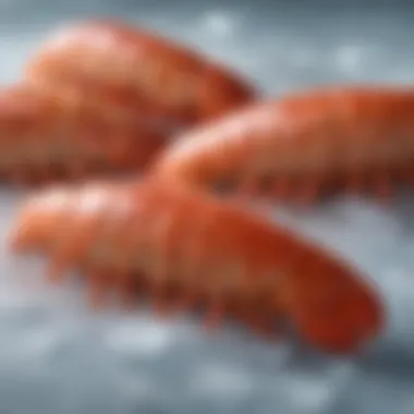 Premium Quality of Frozen Lobster Tails An array of frozen cold water lobster tails displayed on ice, highlighting their premium quality.