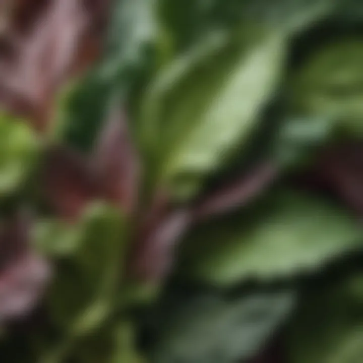 Close-up of leafy greens showcasing their freshness and vibrant colors.