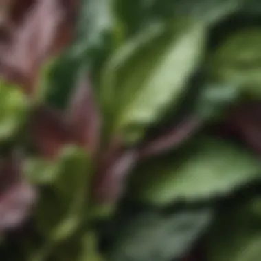 Fresh Leafy Greens Close-up of leafy greens showcasing their freshness and vibrant colors.