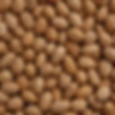 Close-up of raw peanuts in their shells showcasing texture