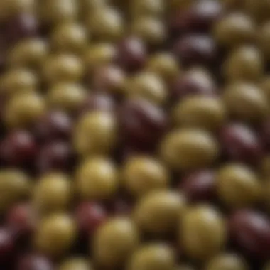 Fresh Olives Ready for Pressing A close-up of fresh olives ready for pressing