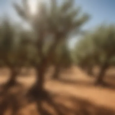 Moroccan Olive Groves Olive groves basking under the Moroccan sun