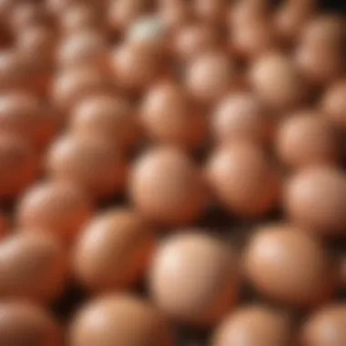 Local Farm Fresh Eggs Fresh eggs sourced from local farms
