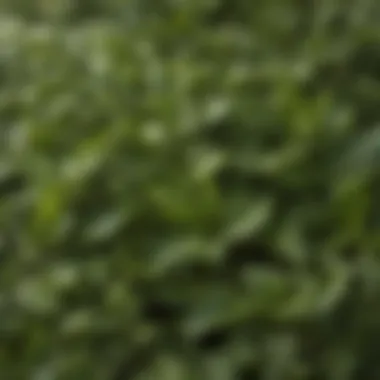 Close-up of tea leaves highlighting distinct characteristics