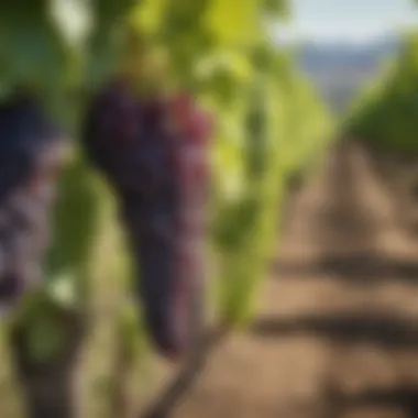 Vibrant vineyard landscape showcasing Cabernet Sauvignon grapes