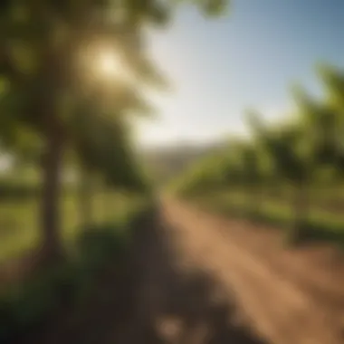 Vineyard Harmony: Coffee and Wine Cultivation A scenic vineyard with coffee plants interspersed among grapevines