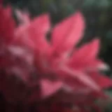 A close-up view of a tropical plant showcasing vibrant pink leaves.