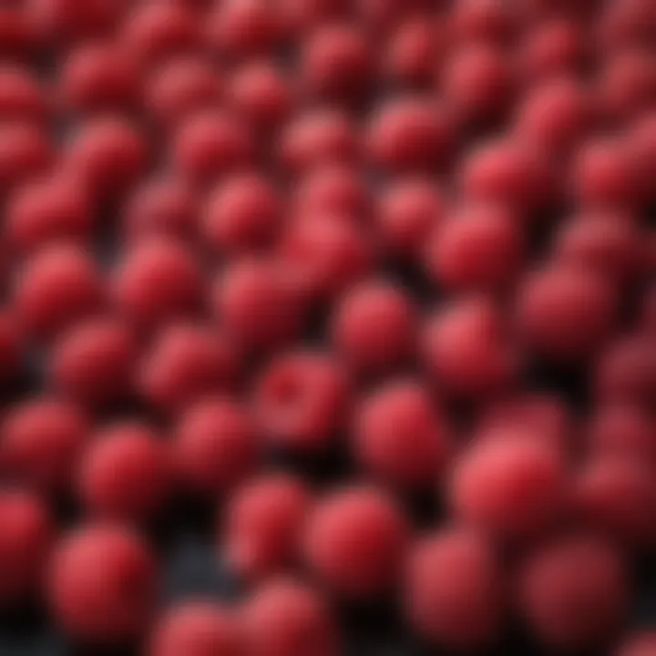 Freshly harvested raspberries ready to be frozen