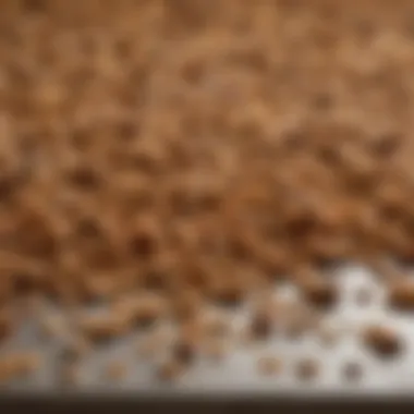 Cooling Freshly Baked Granola Freshly baked granola cooling on a baking sheet.