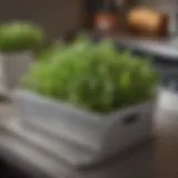 A vibrant selection of fresh herbs in a stylish kitchen herb box