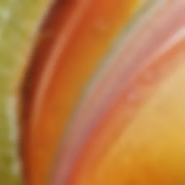 Layered Colors of Margarita Sunrise Close-up of the layered colors in Margarita Sunrise