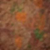 Colorful array of legumes and grains showcasing protein sources