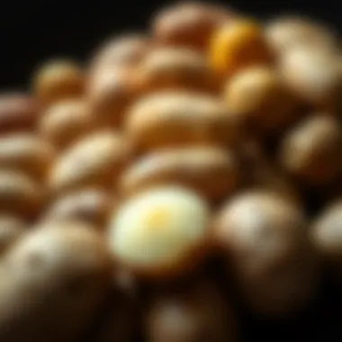 A collection of different potato varieties ideal for baking, showcasing their unique textures and colors.