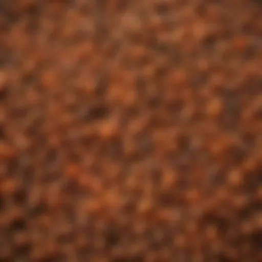 Close-up of vibrant puy lentils showcasing their unique texture