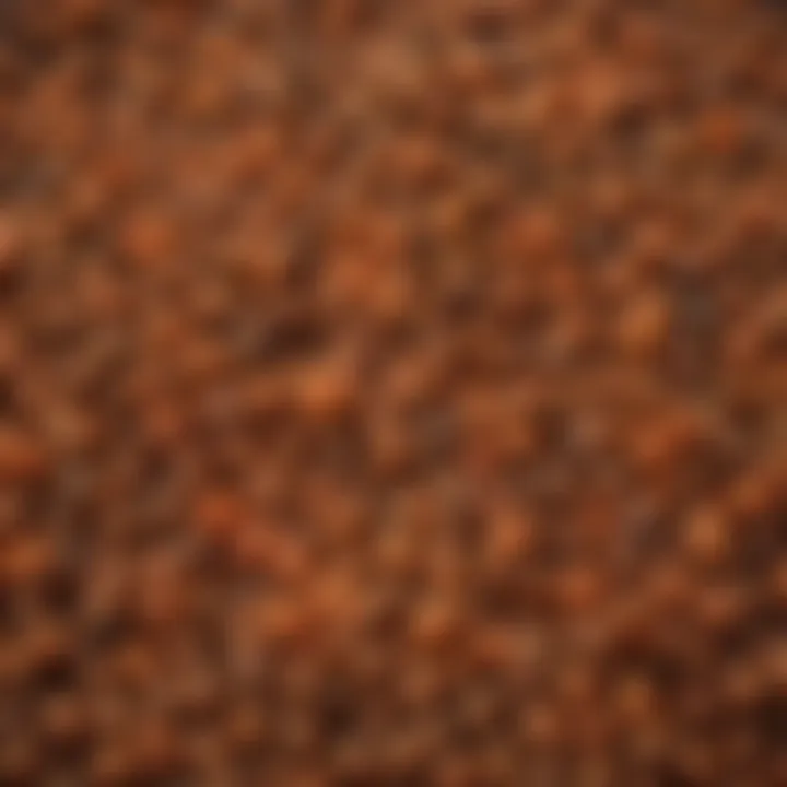 Close-up of vibrant puy lentils showcasing their unique texture