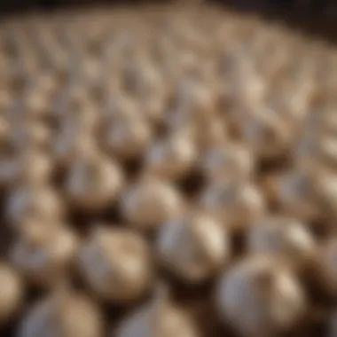 Garlic Storage Options A variety of garlic storage containers