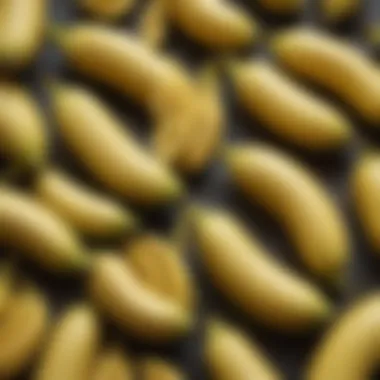 Bananas Ripening Stages Bananas at different ripening stages