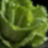 Close-up of fresh cut lettuce with droplets of water