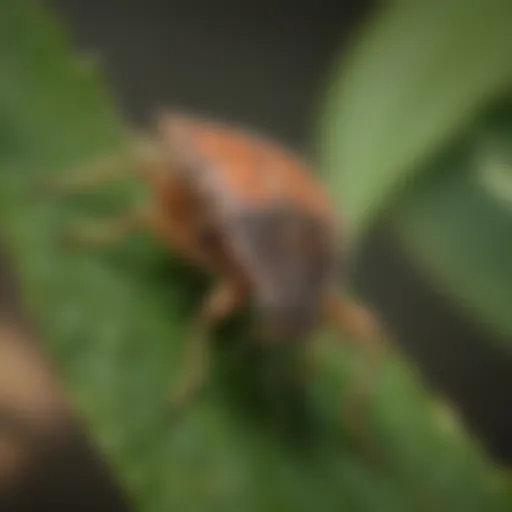 Close-up of a stink bug on a leaf