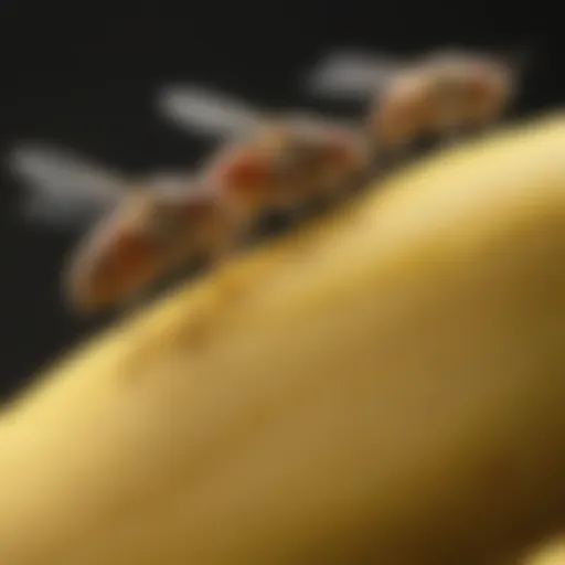 A close-up of fruit flies on a ripe banana