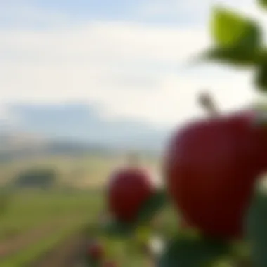A scenic view showcasing the agricultural landscape of Washington State