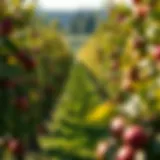 A picturesque Washington apple orchard in full bloom