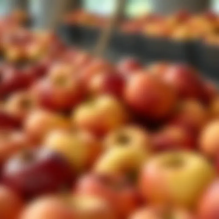 A close-up of various Washington apple varieties on display