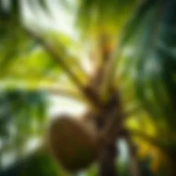 Coconut tree in a tropical setting