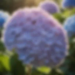 Vibrant hydrangea blooms in sunlight showcasing their beauty