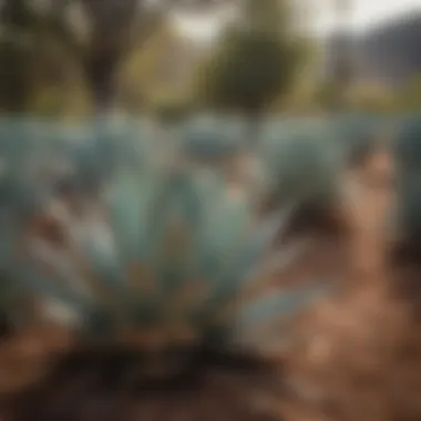 Diverse Agave Species in Spirits Production Different species of agave used for mezcal and tequila