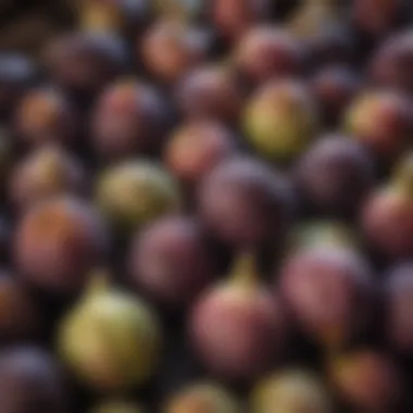 Freshly harvested figs at a local market